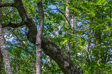 trees in the forest in cloudland canyon state park, georgia, usa