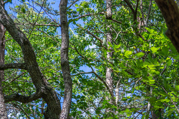 green tree branches in cloudland canyon state park, georgia, usa