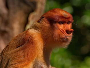 Naklejka premium Malaysia. The long-nosed monkey or kahau — a species of primates from the subfamily of thin-bodied monkeys in the family of monkeys. Distributed exclusively on the island of Borneo.