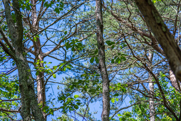 Fototapeta premium tree branches against blue sky in cloudland canyon state park, georgia, usa