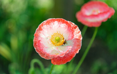 decorative poppy growing on a flower bed