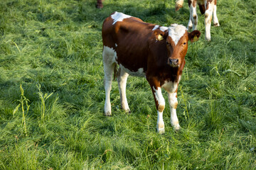 Fototapeta na wymiar A calf grazing on a meadow in Norway