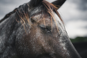 Nahaufnahme eines wilden Pferdes mit geschlossenem Auge