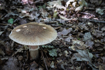 Single mushroom on forest floor with brown leaves