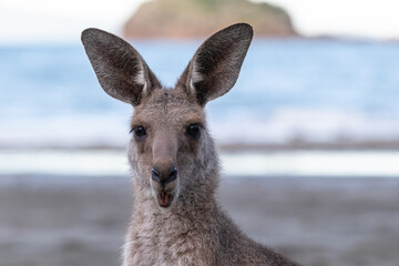 Portait of a surprised kangaroo, blurry background, open mouth, moving ears, at the beach in front of the ocean. Portrait picture expressing emotion. Cape Hillsborough, Queensland, Australia, Oceania