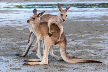 Two young male kangaroos playing with each other with big energy, at the beach in front of the ocean, sunset time. Full body picture, one on top. Cape Hillsborough, Queensland, Australia, Oceania