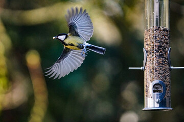 great tit parus major feeding station