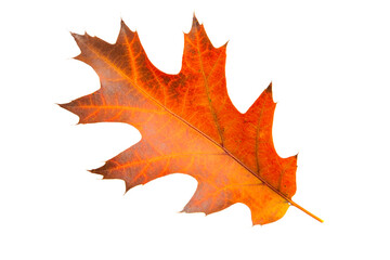 autumn leaves isolated