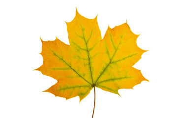autumn leaves isolated