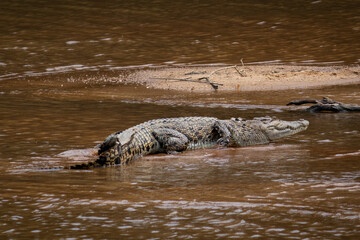 Fototapeta premium Salt water crocodile resting on a sand bar. Animal camouflaged on the brown water. Full body picture. Mary river, Northern Territory NT, Australia