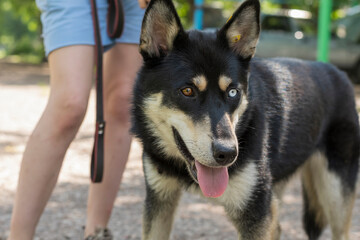 A young Siberian husky dog with multi-colored eyes (blue and brown) walks in the park on a girl’s leash.