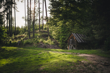 Verlassene alte Hütte in Wald im Sommer