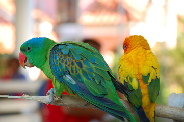 Parrots at Baluarte zoo in Vigan, Ilocos Sur, Philippines