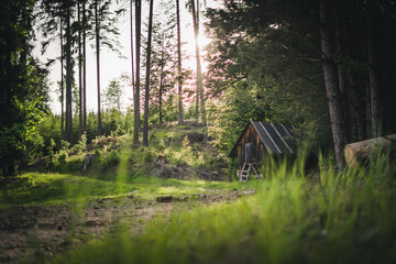 Verlassene alte Hütte in Wald im Sommer