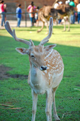 Deer at Baluarte zoo in Vigan, Ilocos Sur, Philippines