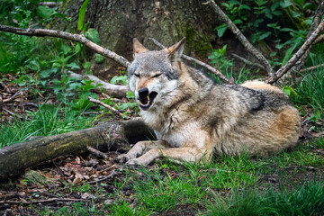 Europäischer Wolf ( Canis lupus ).