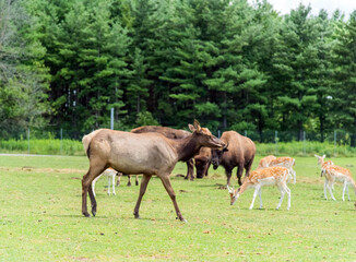 Fototapeta na wymiar European Roe Deer in Hamilton Safari, Ontario, Canada 