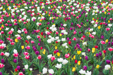 Natural beauty. Springtime background. Multicolored flowers. Tulip fields colourful burst into full bloom. Womens day. Perfume fragrance and aroma. Flowers shop. Growing flowers. Diversity concept