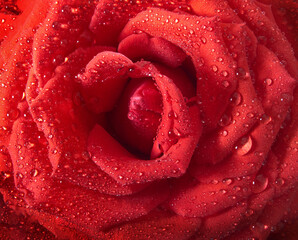 Beautiful red rose with water, closeup.