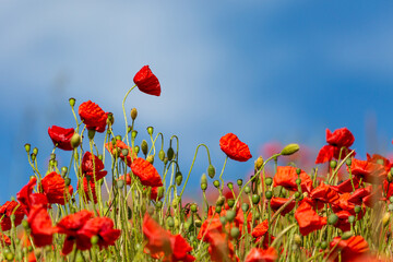 Pretty Red Poppies With a Blue Sky Overhead