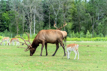 Obraz na płótnie Canvas Barasingha Rucervus Duvaucelii or Swamp Deer in Hamilton Safari, Ontario, Canada 