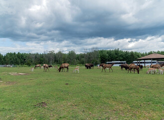 Lush Green Landscape of Hamilton Safari, Hamilton, Ontario, Canada.