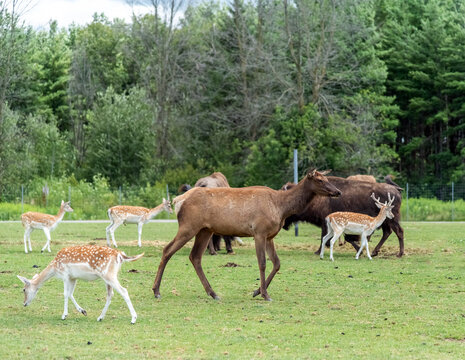 European Roe Deer in Hamilton Safari, Ontario, Canada © Abrar