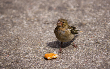 Small house sparrow (Passer domesticus) with piece of leftover food on asphalt