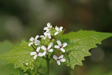 Knoblauchsrauke