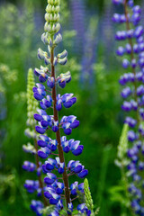 macro photo of a purple-blue lupine flower