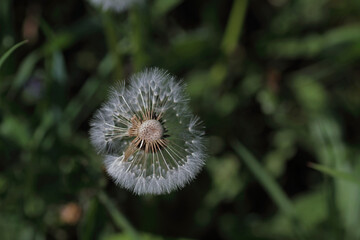 Pusteblume