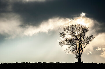 Quando l'ultimo albero...