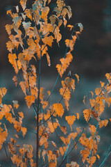 birch in the forest in autumn yellow leaves