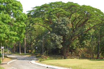 Meralco Development Center (MMLDC) pathway with trees in Sumulong Highway, Antipolo, Rizal, Philippines