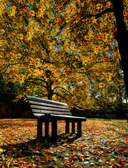 tranquilidade, banco num jardim
