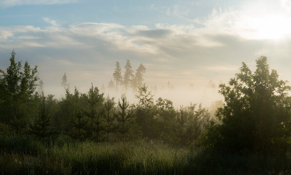 Fog in the morning in the forest with pine trees in the center of the frame © Alexander