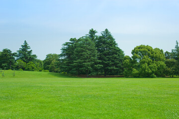 Garden Tree