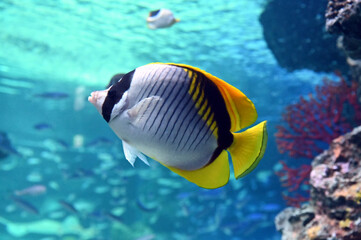 水中を泳ぐニセフウライチョウチョウウオ