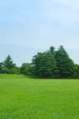 Garden Tree