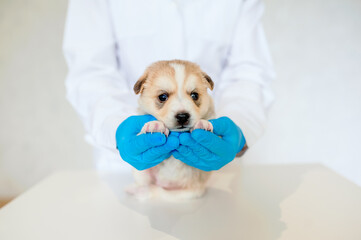 Obraz premium vet in blue gloves holds a small purebred puppy in a veterinary clinic on a light background