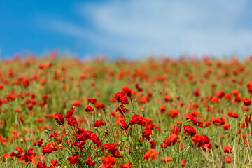 A Poppy Field with a Blue Sky Overhead