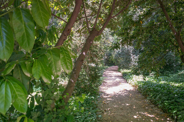park zieleń drzewa liście niebo hiszpania