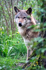 Fototapeta premium Europäischer Wolf ( Canis lupus ).