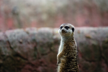 Portrait of meerkat, aka suricate - Suricata suricatta. Wildlife reservation, Kecskemét, Hungary