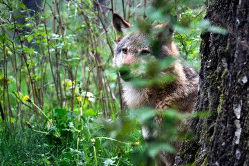 Europäischer Wolf ( Canis lupus ).