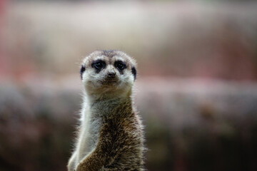 Portrait of meerkat, aka suricate - Suricata suricatta. Wildlife reservation, Kecskemét, Hungary