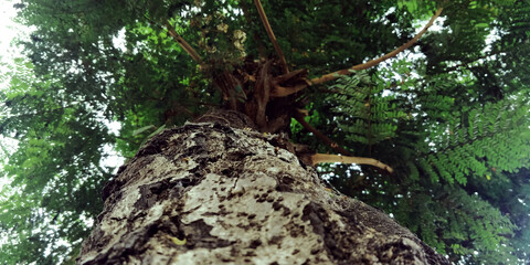 squirrel on tree