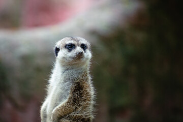 Portrait of meerkat, aka suricate - Suricata suricatta. Wildlife reservation, Kecskemét, Hungary