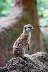 Portrait of meerkat, aka suricate - Suricata suricatta. Wildlife reservation, Kecskemét, Hungary