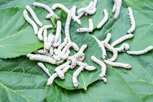 Silkworm baby on green mulberry leaf